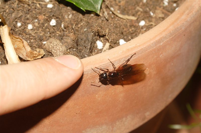 Formica regina alata ( Camponotus sp.)